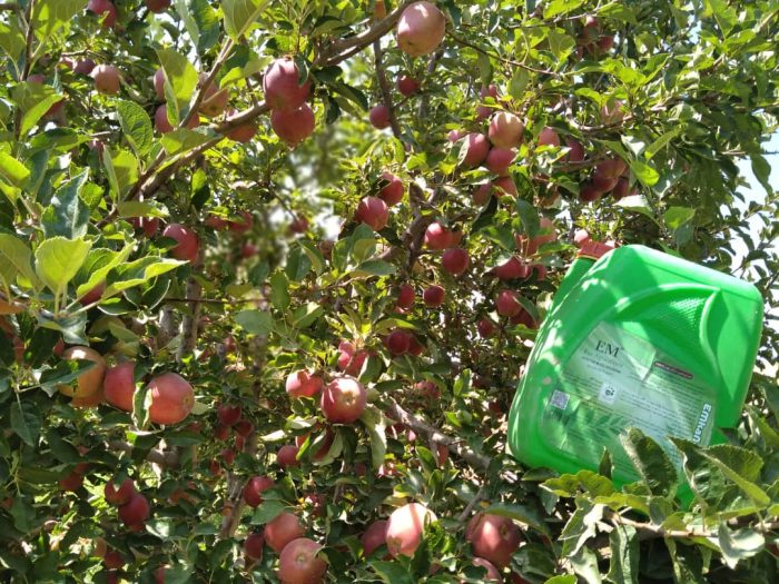نتایج بسیار خوب از مصرف ای ام و محصولات امکان پذیر در باغ های سیب